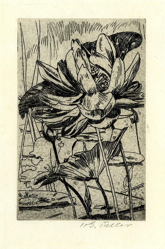 Lotus Blossom by Henry George Keller