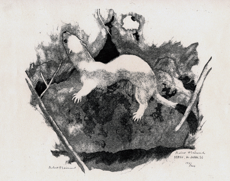 Hermine Sur un Vieux Mur (Ermine on an Old Wall) by Robert Hainard