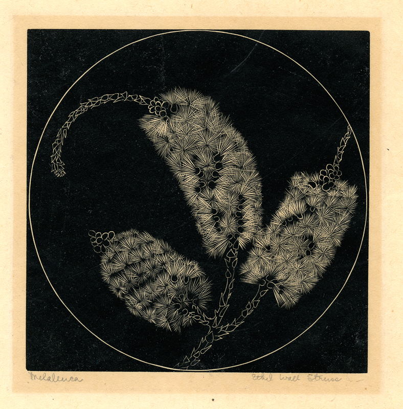 Melaleuca by Ethel Wall Struss