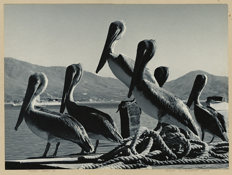 Pelican Sextet by Bernard G. Silberstein