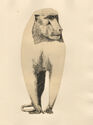 Singe - pl. II from Bestiaire portfolio by Abram Krol