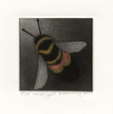 Vanishing II (Rusty Patched Bumblebee) by Holly Downing