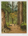 California Redwoods, Avenue of the Giants by Josef Eidenberger